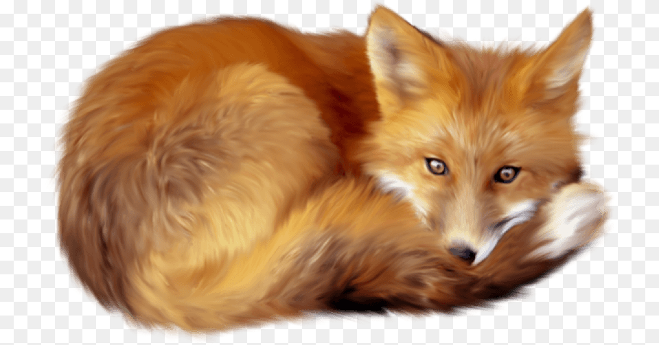 Images Toppng Fox, Animal, Canine, Mammal, Red Fox Png Image