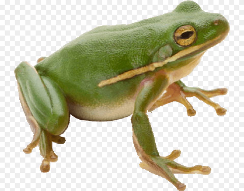 Images Toppng Frog, Amphibian, Animal, Wildlife, Lizard Free Transparent Png