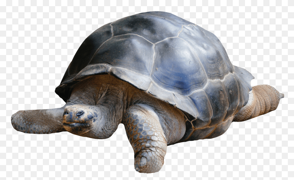 Images Tortoise Image, Animal, Reptile, Sea Life, Turtle Free Transparent Png