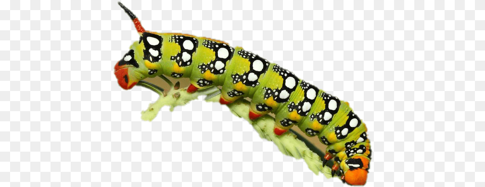 Images Background Caterpillar, Animal, Insect, Invertebrate, Worm Free Transparent Png