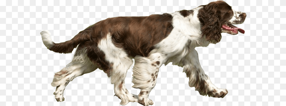 Images Transparent Background Dog Running, Animal, Canine, Mammal, Pet Free Png