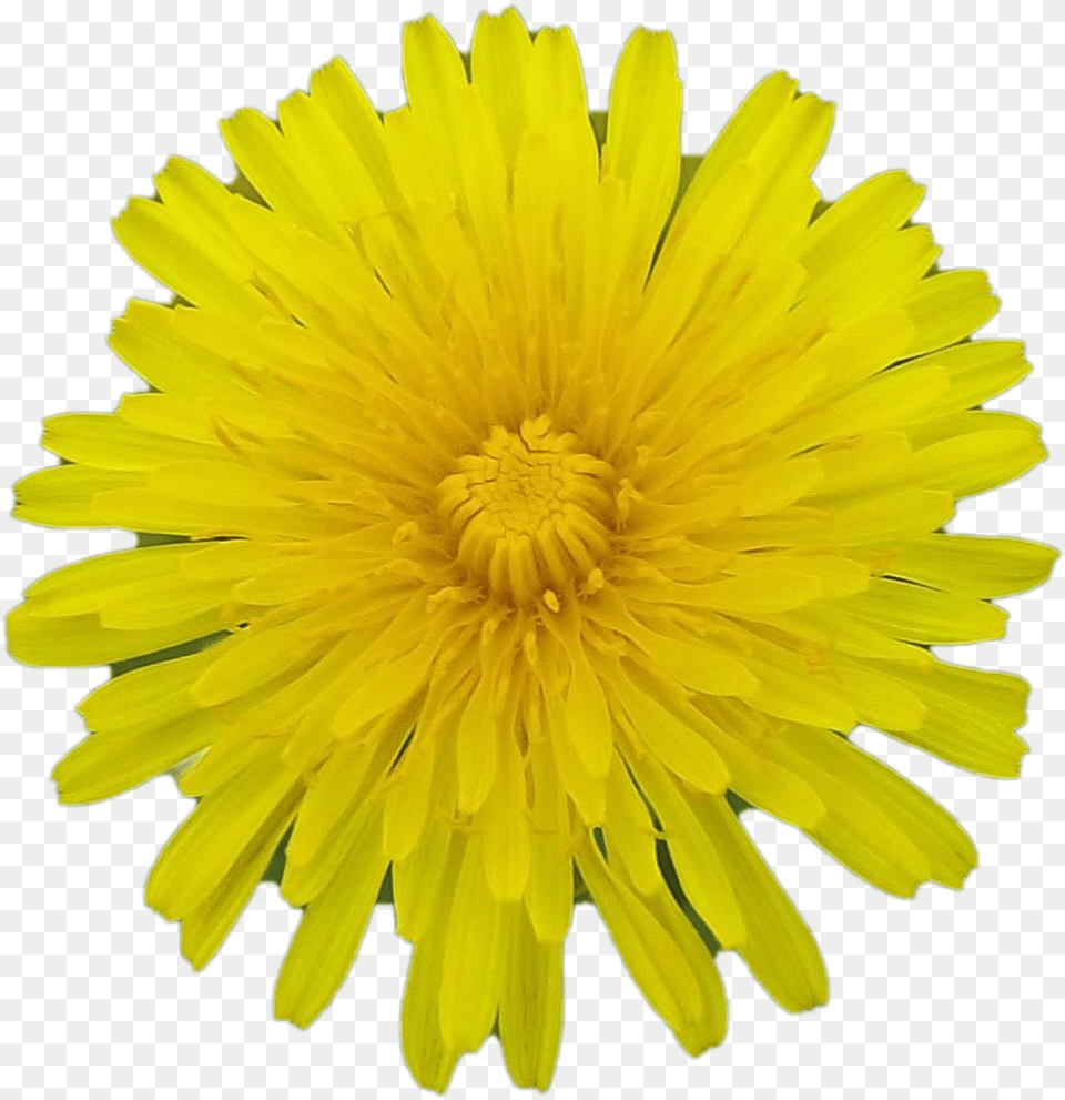 Images Background Facebook Certified Meme, Flower, Plant, Dandelion Free Transparent Png