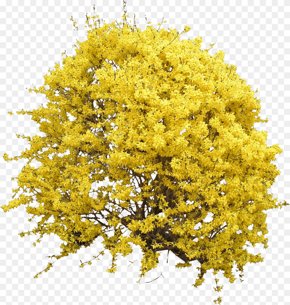 Images Transparent Background Tree Photoshop Top View Yellow, Plant, Vegetation, Flower, Pollen Png