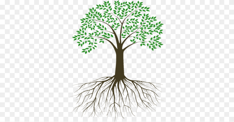 Images Background Tree With Roots, Plant, Root Free Transparent Png