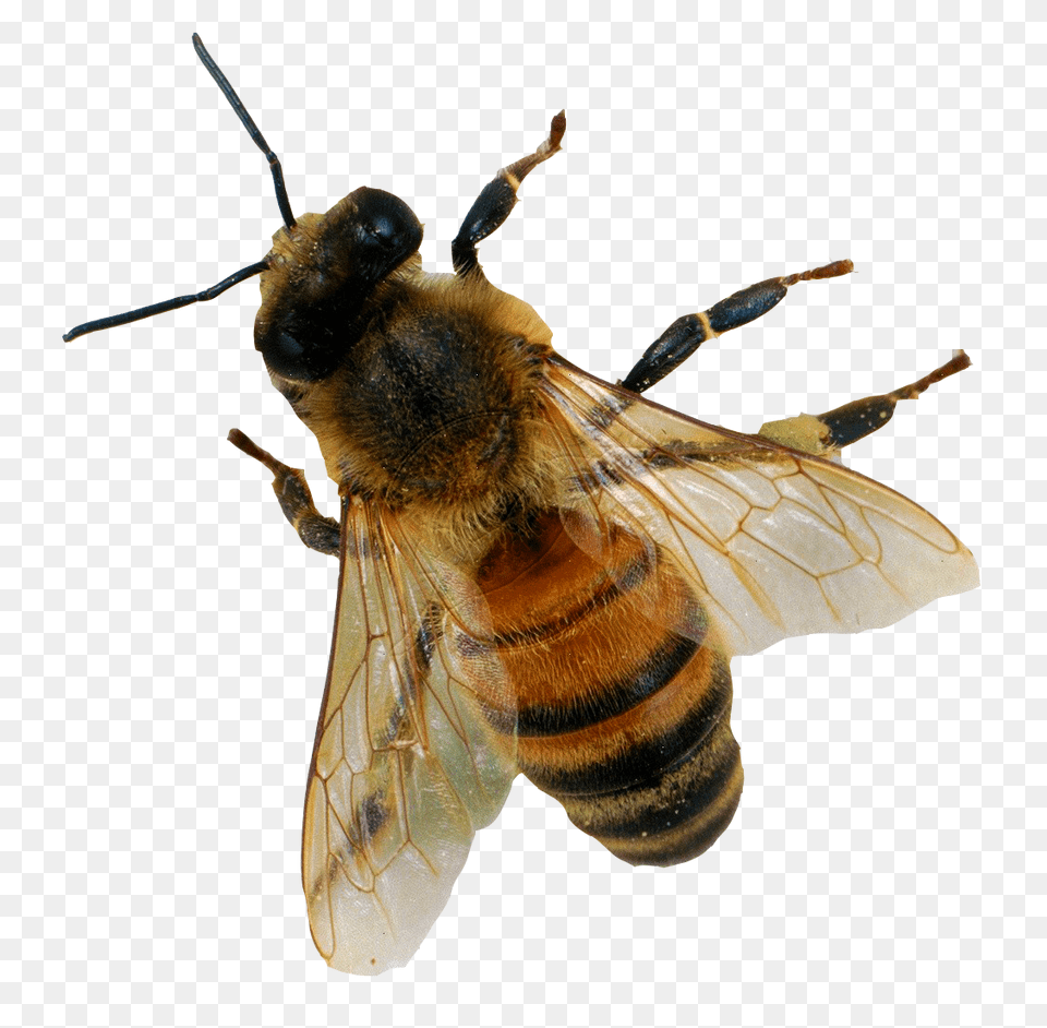 Images Transparent Download Honey Bee Apis Mellifera, Animal, Apidae, Honey Bee, Insect Png Image