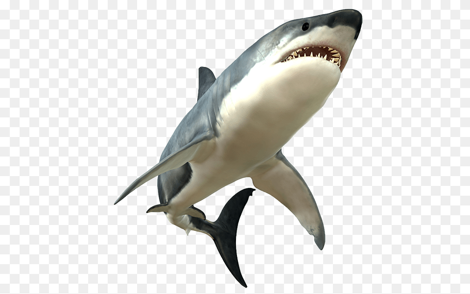 Images Transparent Great White Shark Body, Animal, Sea Life, Fish, Great White Shark Png Image