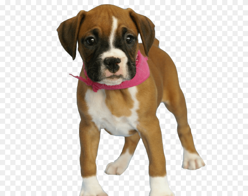 Images Transparent Puppy Background, Animal, Boxer, Bulldog, Canine Free Png Download
