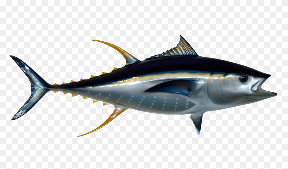 Images Tuna Fish Transparent Animal, Bonito, Sea Life, Shark Png Image