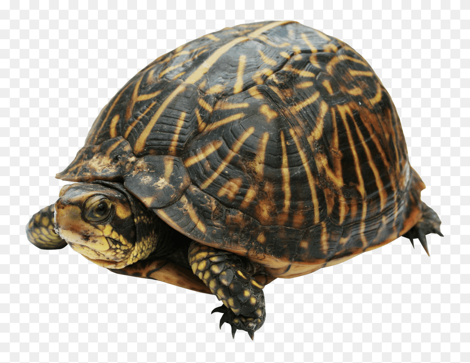 Images Turtle Transparent Image, Animal, Box Turtle, Reptile, Sea Life Png