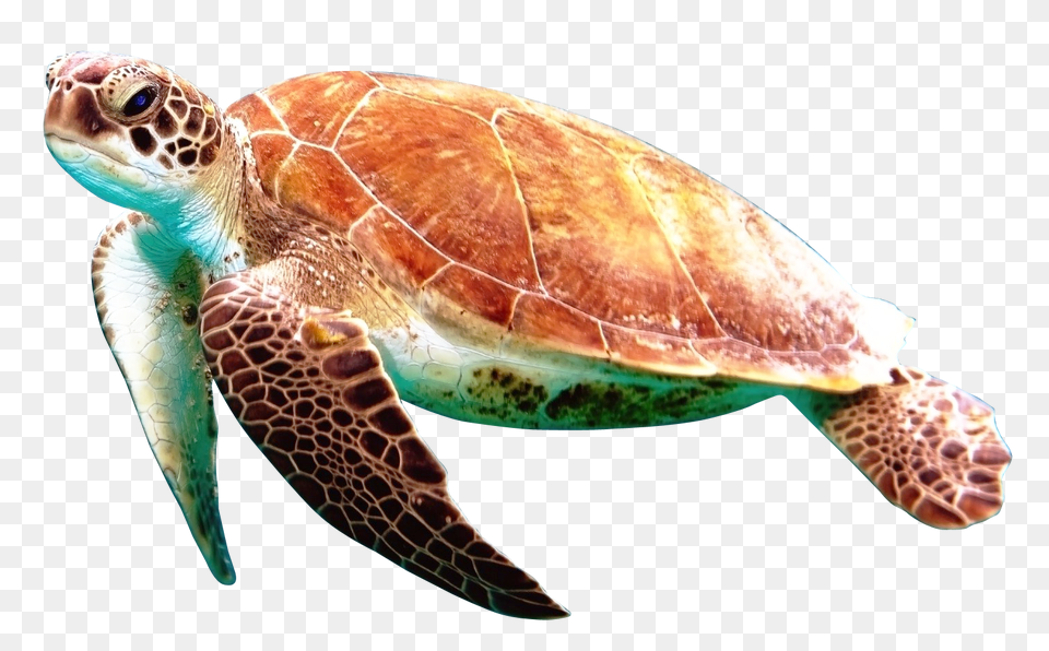 Images Turtle Transparent Image, Animal, Reptile, Sea Life, Sea Turtle Free Png Download