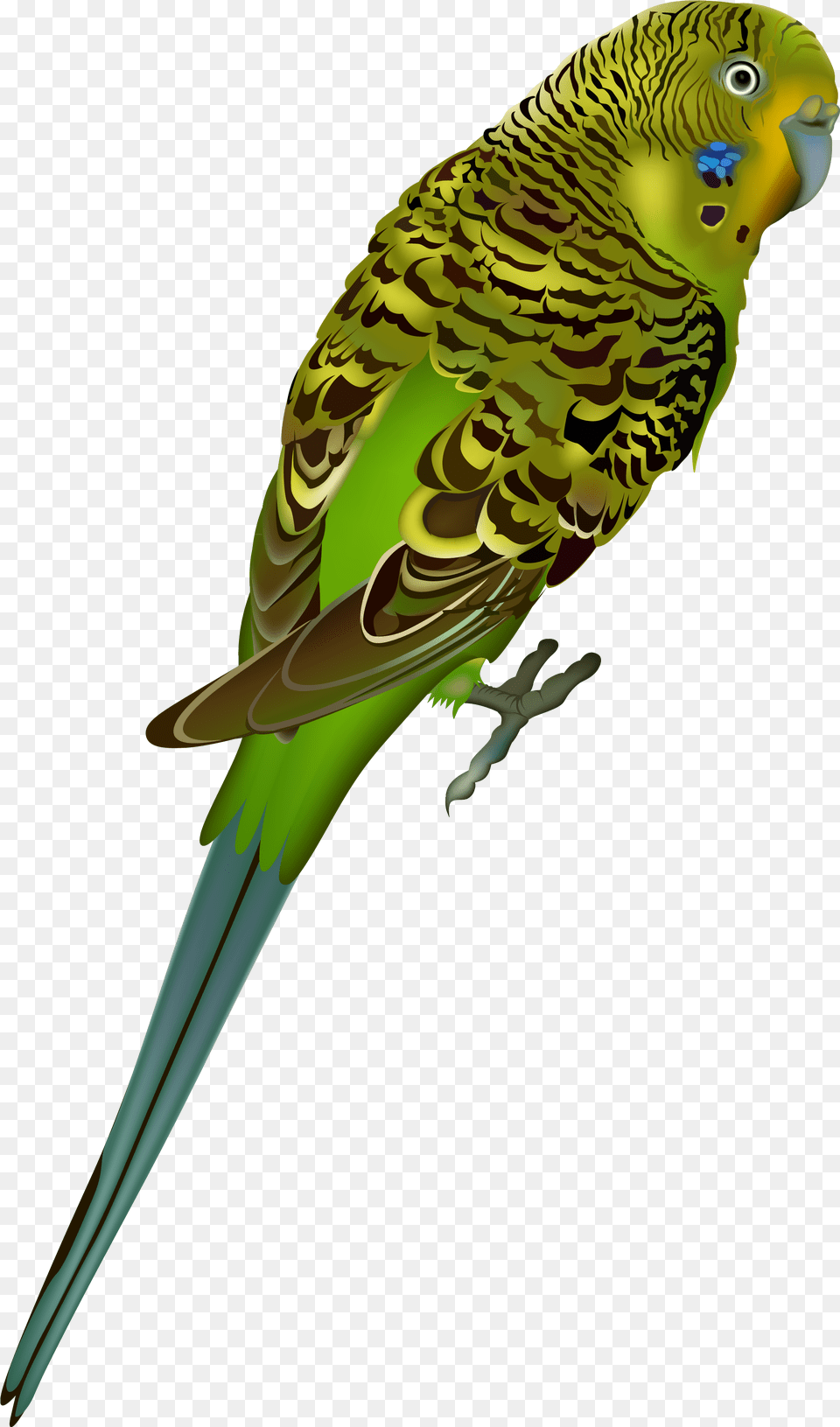 Images V74 Img Max Hummingbird Parakeet No Background, Animal, Bird, Parrot Png
