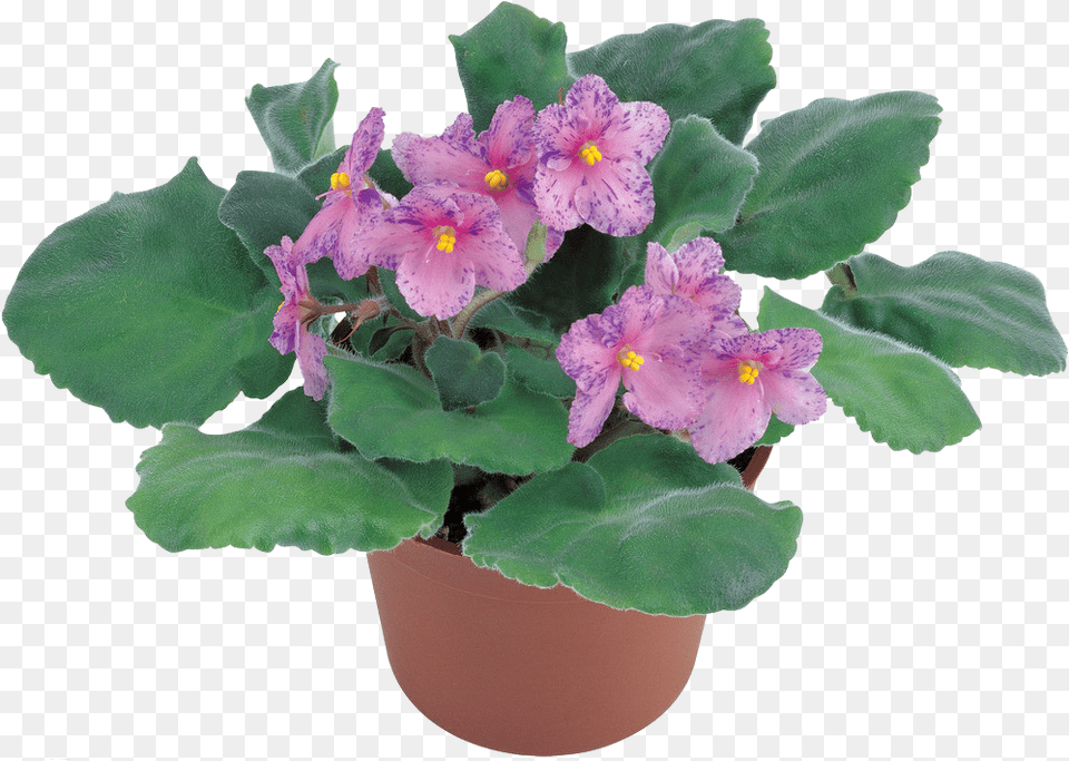 Images Violets African Violets, Flower, Geranium, Plant, Flower Arrangement Free Png Download