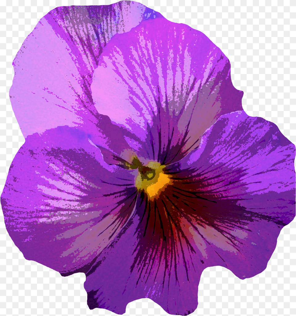 Images Violets Purple Flower Blossom Png Image