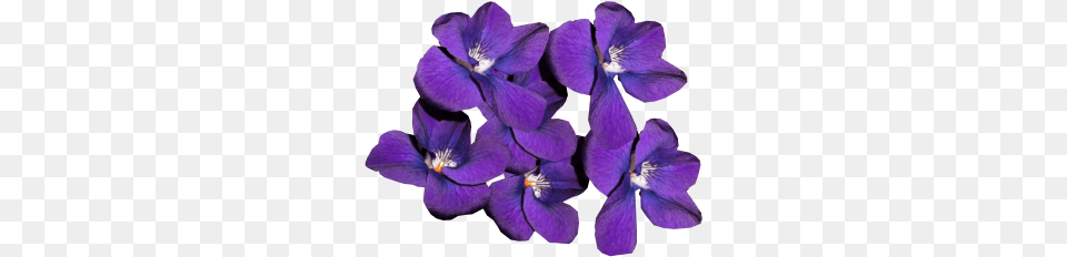 Images Violets Violetas, Flower, Geranium, Iris, Petal Free Png Download