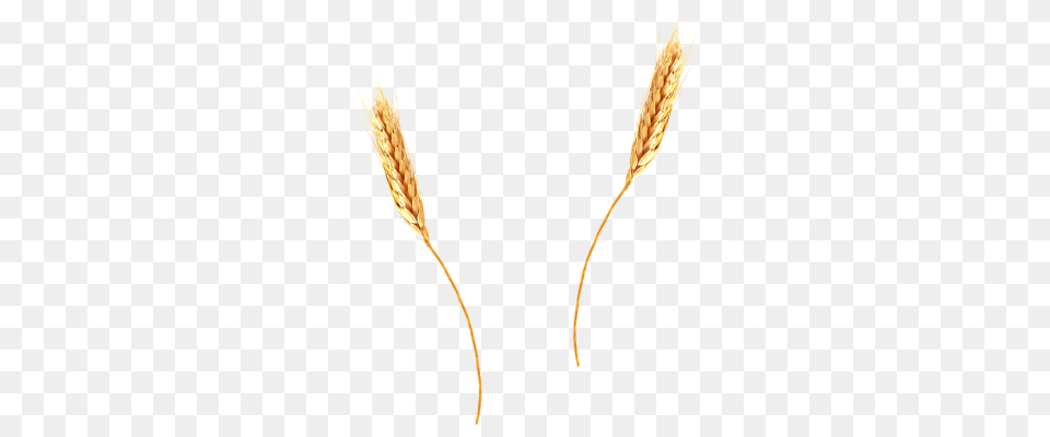 Images Wheat, Food, Grain, Produce, Grass Free Transparent Png