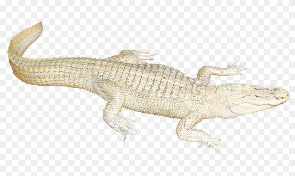 Images White Crocodile Animal, Lizard, Reptile Png Image
