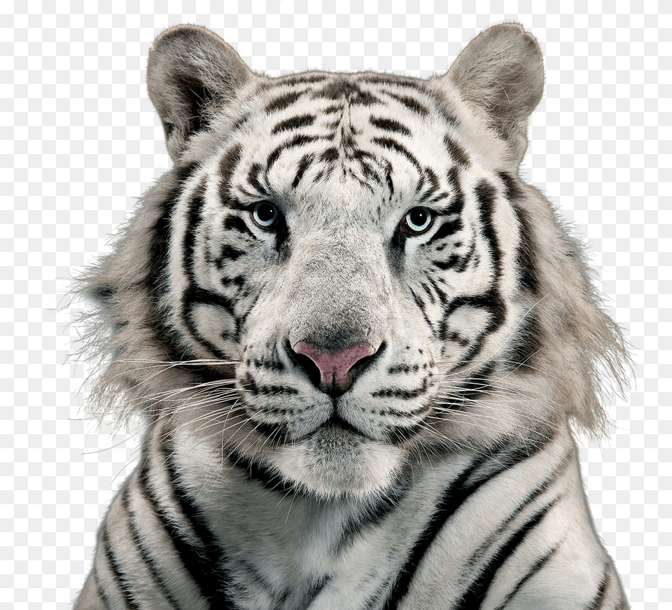 Images White Tiger Transparent Animal, Mammal, Wildlife Png Image
