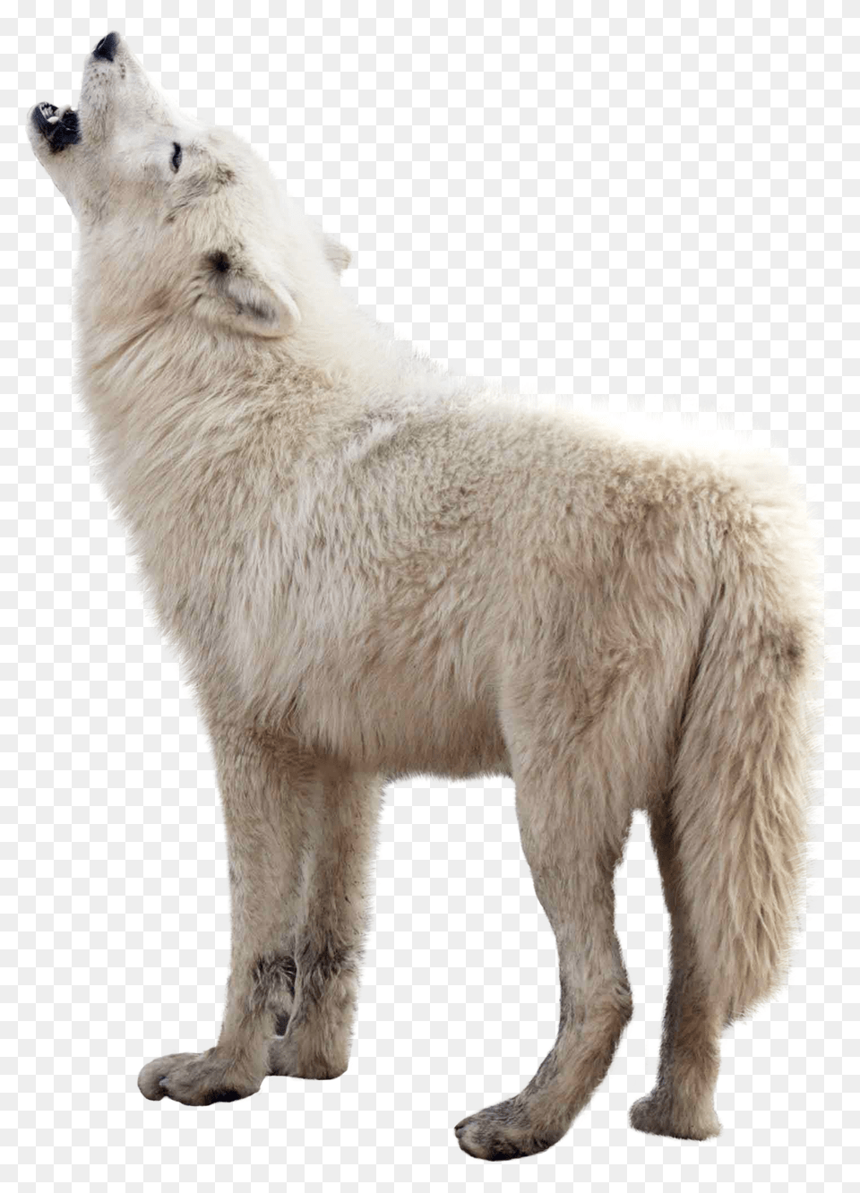 Images Wolf Image, Animal, Canine, Dog, Mammal Png