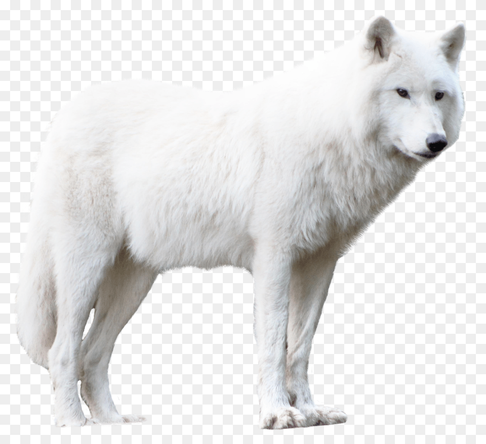 Images Wolf Transparent Image, Animal, Canine, Dog, Mammal Png