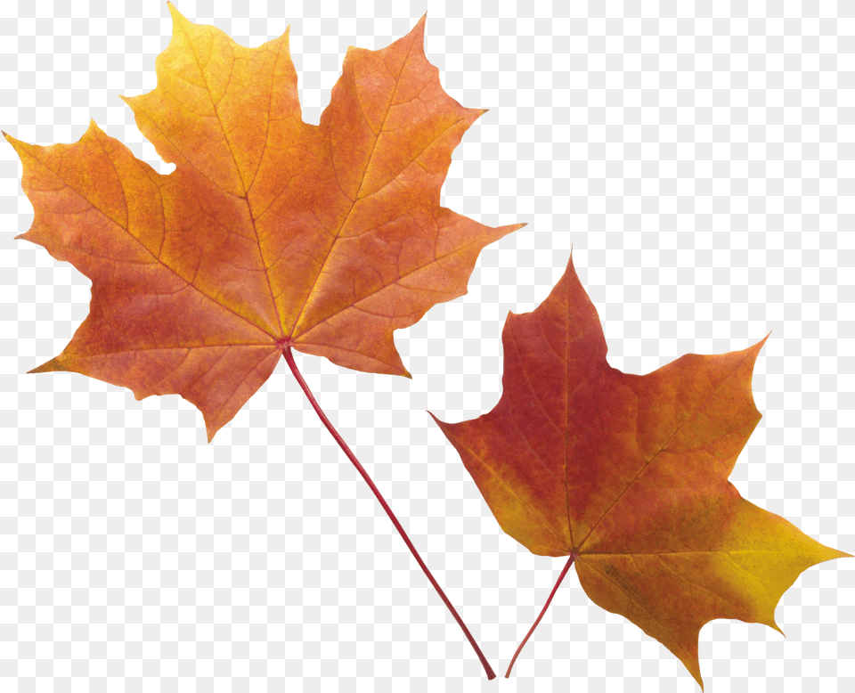 Images Yellow Leaves Transparent Background Autumn Leaf Free Png Download