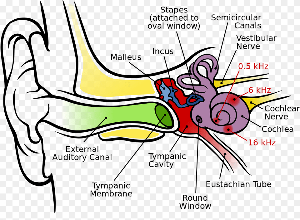Imagesaudtrans Anatomy Of The Human Ear Graph Of The Ear, Art, Graphics, Smoke Pipe Free Png Download