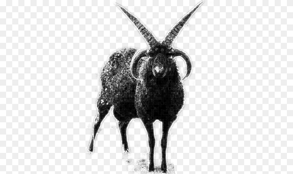 Imagesblack Goat Horn, Silhouette, Art, Animal, Mammal Png Image