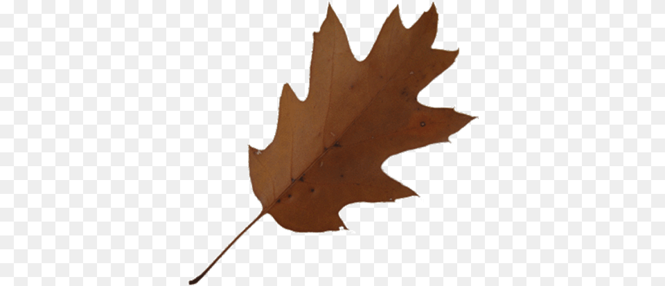 Imagesleaf Oakbrowntransparentbackground0350 Roblox Brown Leaf Transparent Background, Plant, Tree, Maple Leaf, Person Png Image