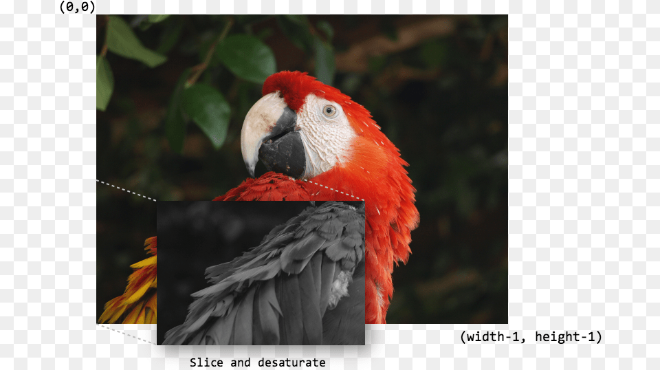 Imagesmacaw Process Scarlet Macaw, Animal, Beak, Bird, Parrot Free Png