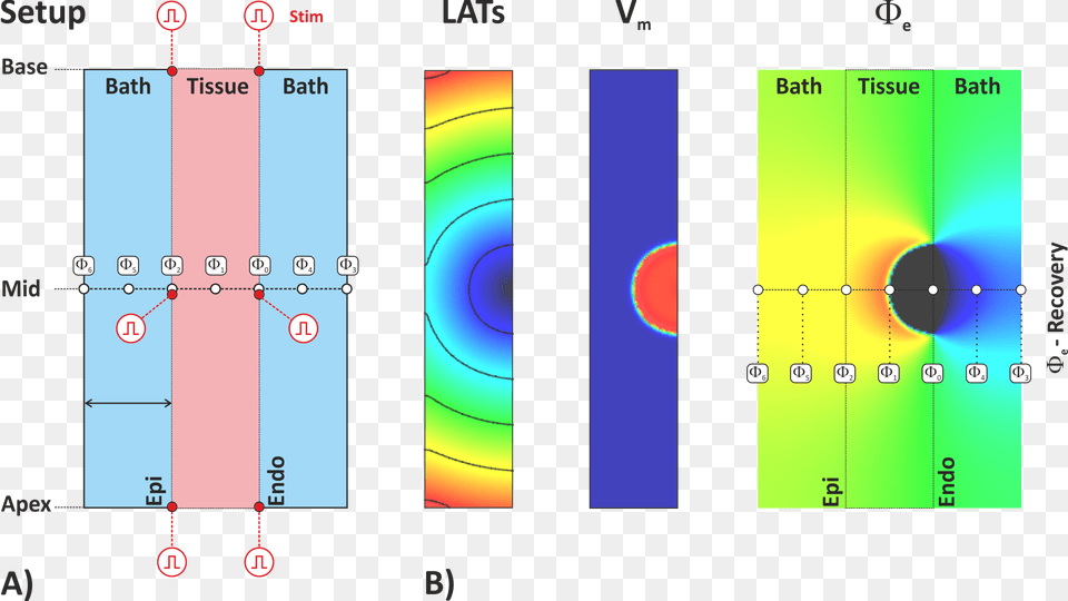 Imagestutorial Ep Tissue 07 Ecg Circle Png Image