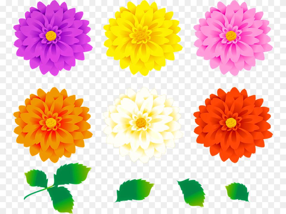 Imagini Cu Flori Colorate, Dahlia, Daisy, Flower, Plant Free Png Download