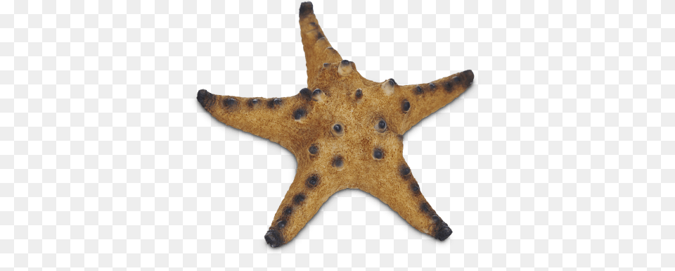 Imagitarium Starfish Resin Aquarium Decor Most Beautiful Royal Starfish, Animal, Sea Life, Invertebrate, Fish Png