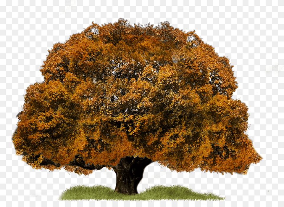 Img, Plant, Tree, Tree Trunk, Maple Free Transparent Png