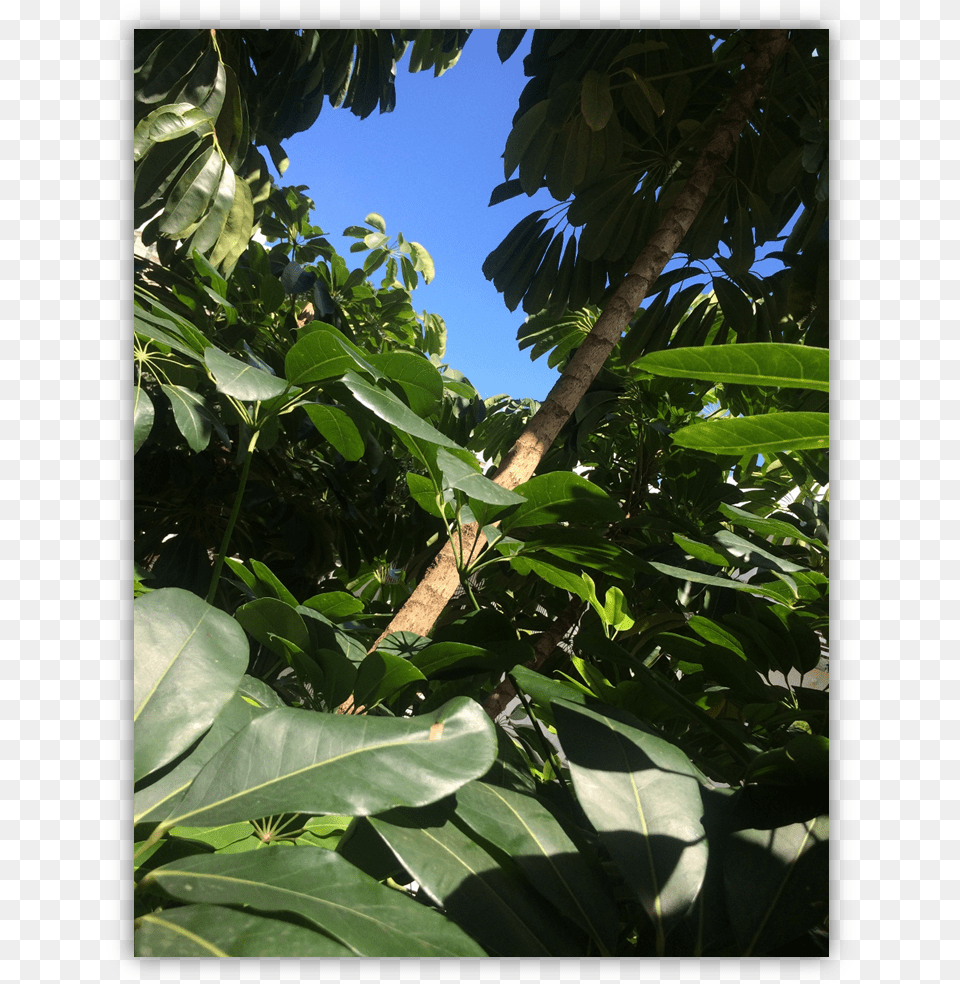 Img 4212 Tree, Vegetation, Summer, Rainforest, Plant Free Png Download