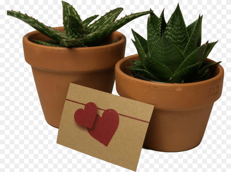 Img 4500 Clipped Rev, Plant, Potted Plant, Aloe, Jar Png