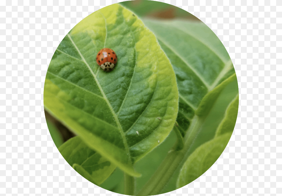 Img 4834 Red Bugs, Leaf, Plant, Animal, Insect Free Png Download