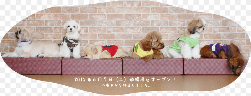 Img 5379 Dog Cafe Osaka, Animal, Canine, Mammal, Pet Free Png Download