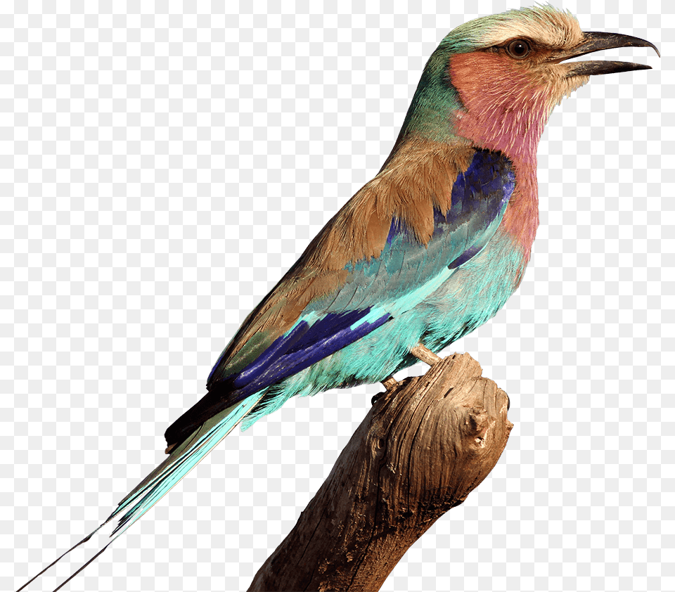 Img 5408 For The Birds, Animal, Bee Eater, Bird, Jay Free Png