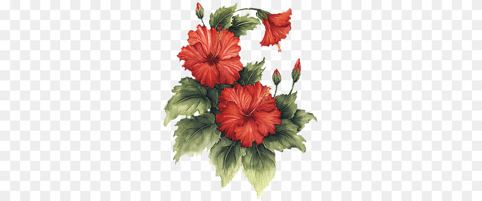 Img Painting, Flower, Hibiscus, Plant Png Image