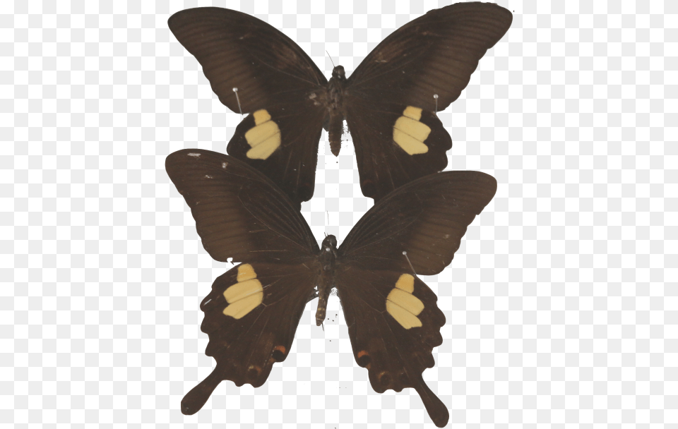 Img Black Color For Profile, Animal, Butterfly, Insect, Invertebrate Free Png