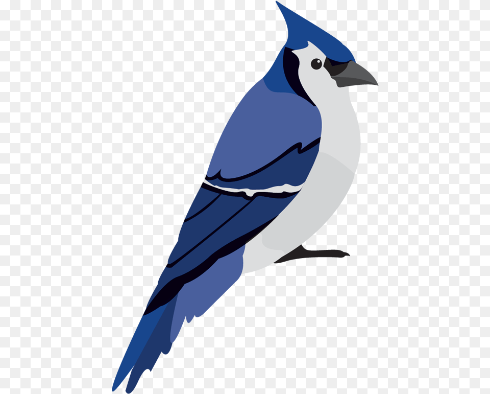 Img Blue Jay, Animal, Bird, Blue Jay, Bluebird Free Png