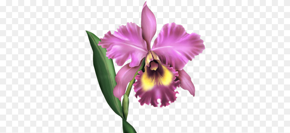 Img Cattleya Orchid, Flower, Iris, Plant, Petal Free Png Download