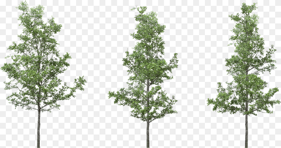 Img Cut Out Trees Photoshop, Outdoors, Potted Plant, Plant, Vegetation Png Image