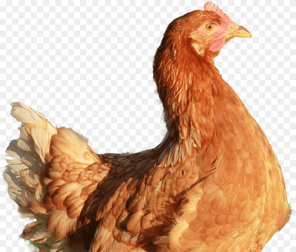 Img Gallina Colorada, Animal, Bird, Chicken, Fowl Png Image