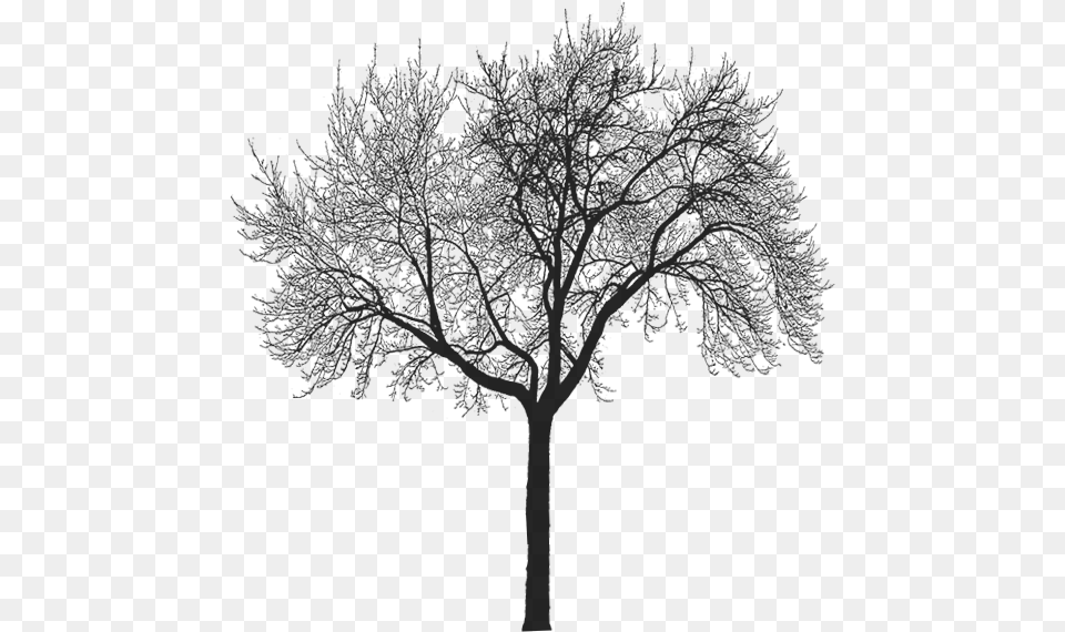 Img Thumb Forest Tree Silhouette No Background, Art, Plant, Drawing Png Image