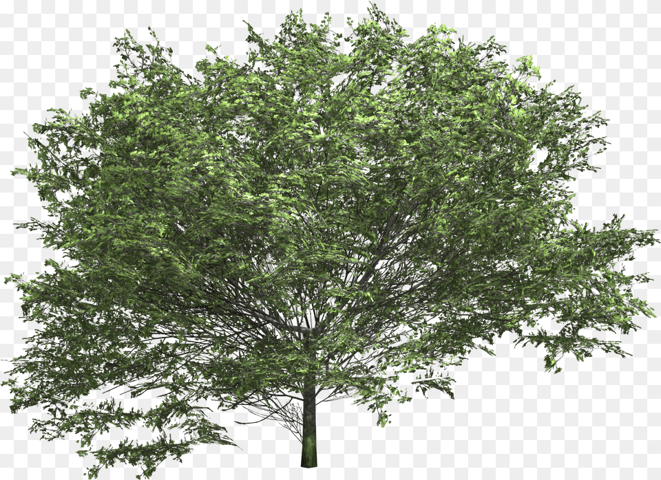 Img Oleander, Plant, Tree, Maple, Vegetation Png Image