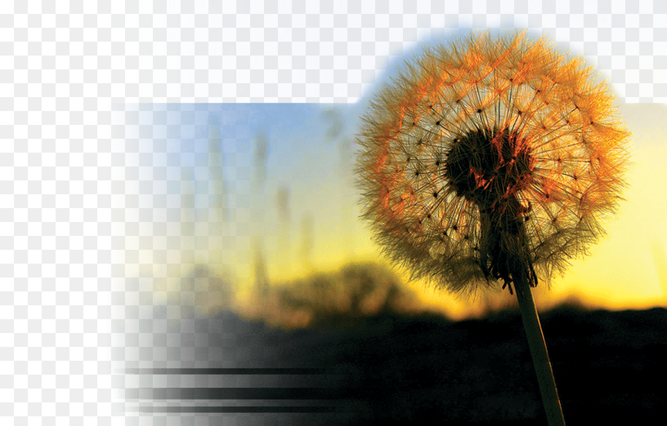 Img Pagina Quotes For Beautiful Natural Scenes, Flower, Plant, Dandelion Png