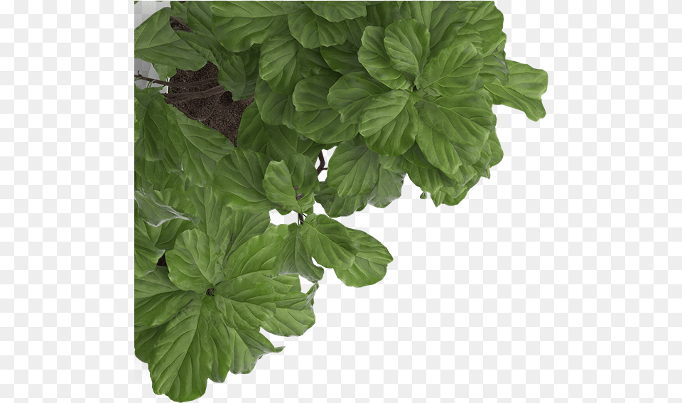 Img Temp Img14 Jpg Clipart Shella Font Trio, Flower, Geranium, Leaf, Plant Png Image
