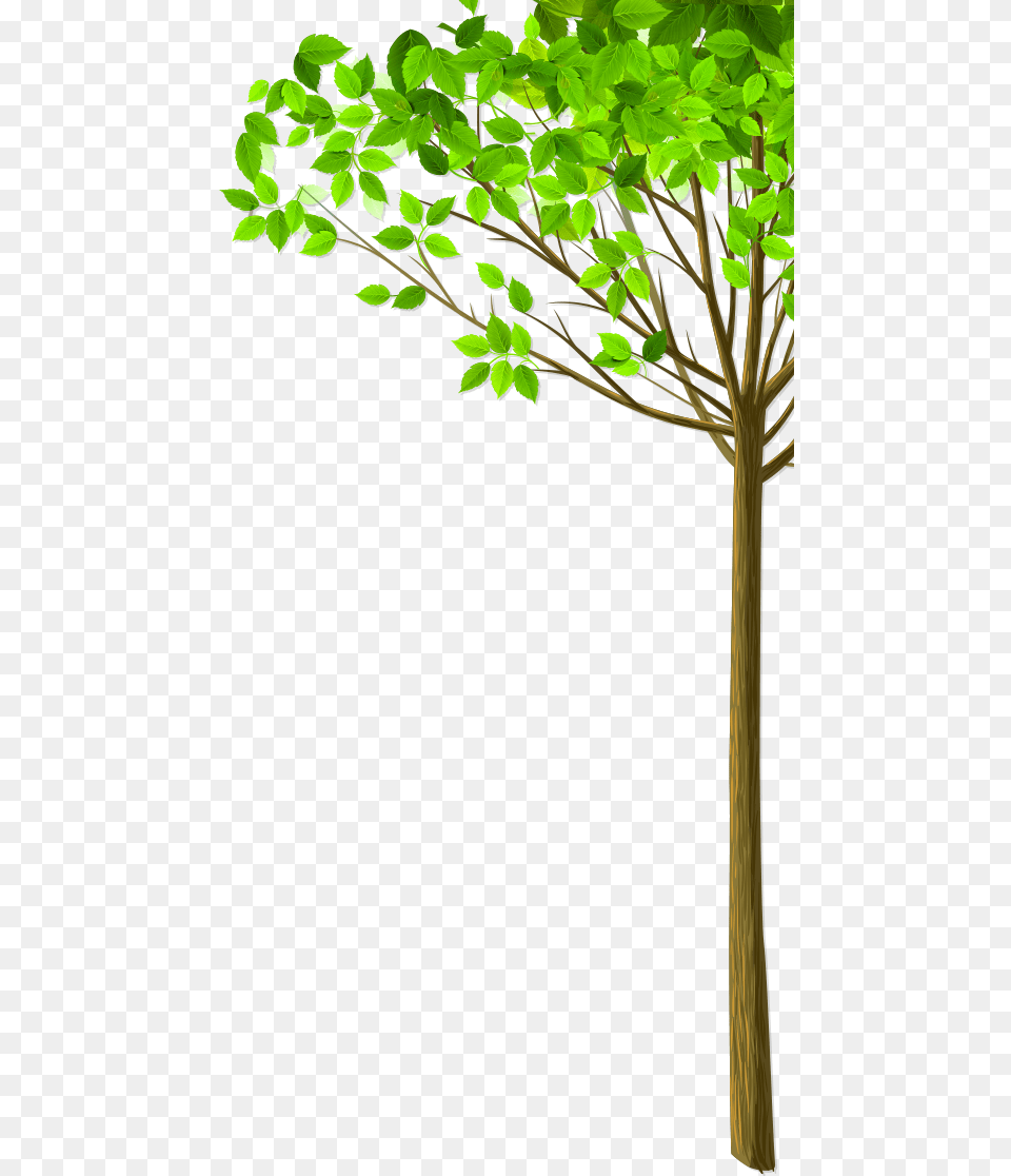 Img Tree 26 September World Environmental Health Day, Plant, Potted Plant, Tree Trunk, Leaf Free Transparent Png