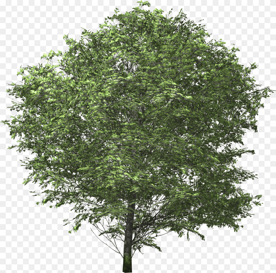 Img Tree No Back Ground, Plant, Maple, Oak, Sycamore Free Png Download