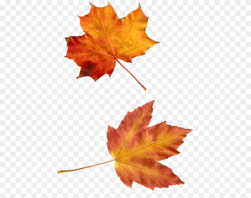 Imgenes De Hojas De Rboles, Leaf, Plant, Tree, Maple Free Png